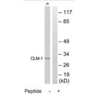 CLM Antibody