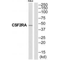 CSF2RA Antibody