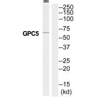 GPC5 Antibody
