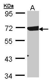Rad17 Antibody