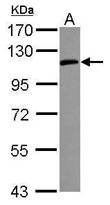 ICAM1/CD54 Antibody