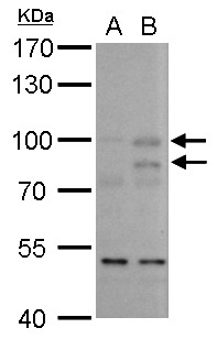 MDM2 Antibody