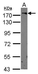 CD11b Antibody