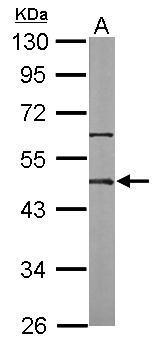 Oct4 Antibody
