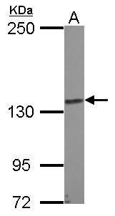 N-cadherin Antibody