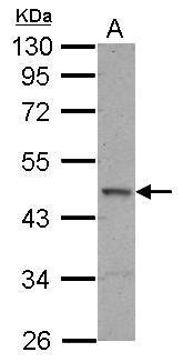 ELK1 Antibody