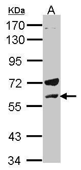 Lck Antibody