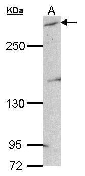 mTOR Antibody