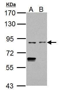 CD68 Antibody