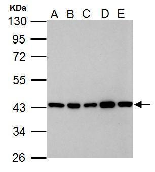 GOT2 Antibody