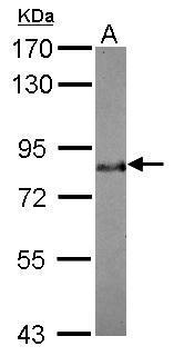 BAG3 Antibody