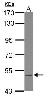 BLK Antibody