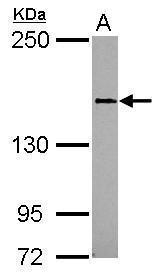 CD100 Antibody