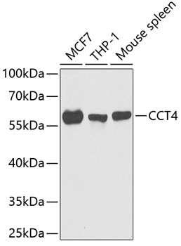 ET-2 Antibody