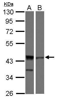 ICAD Antibody