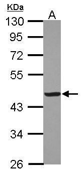 Creatine kinase (muscle) Antibody