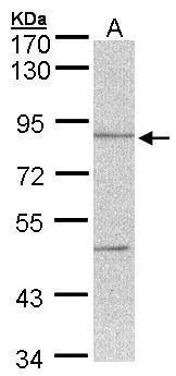 Thimet Oligopeptidase Antibody