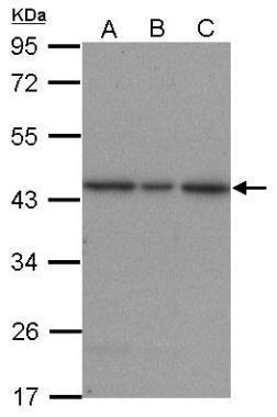 ERK2 Antibody