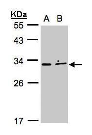 XRCC2 Antibody
