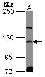 GEF-H1 Antibody