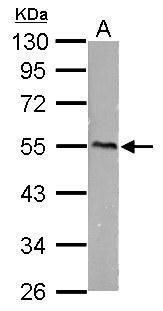 CaMKI gamma Antibody