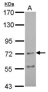 Nicotinic Acetylcholine Receptor alpha 4 Antibody