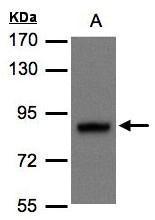 DISC1 Antibody