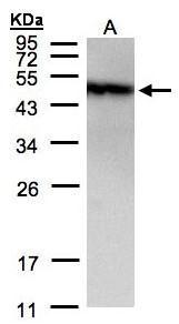 PIST Antibody