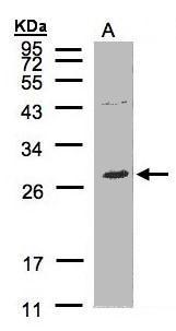 NTAL Antibody