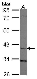 LRG1 Antibody