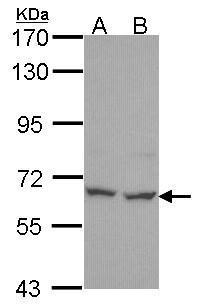 PNK Antibody