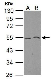 MLKL Antibody