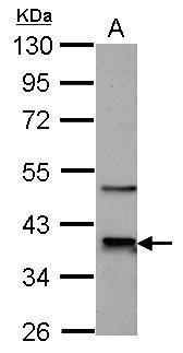 CDK9 Antibody