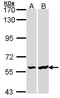 Lck Antibody