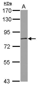 GRK2 Antibody