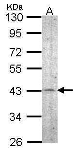 CKII alpha Antibody