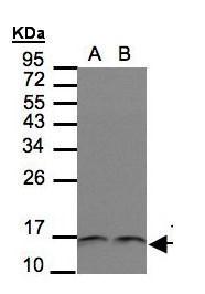 Trx Antibody