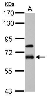MMP19 Antibody