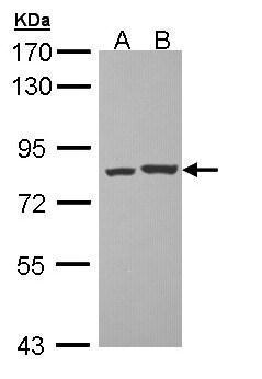 PKC theta Antibody
