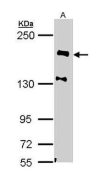 NF-H Antibody
