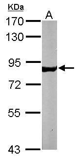 NSF Antibody