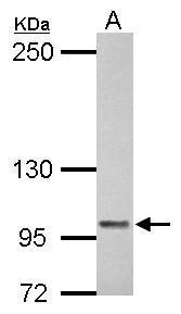 COL6A1 Antibody