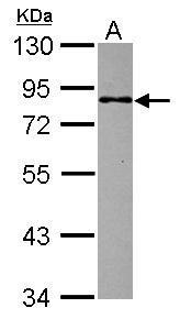 MBD1 Antibody
