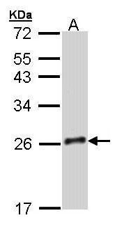 GH-V Antibody