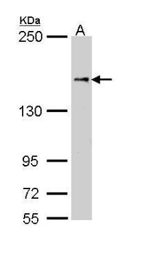 NFAT5 Antibody