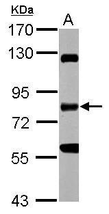 RIP Antibody