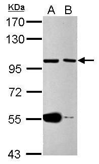 CDC27 Antibody