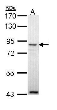 Ang-4 Antibody