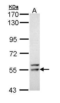 FRK Antibody