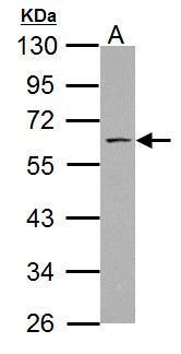 SSH3BP1 Antibody
